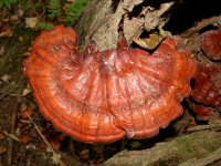 Ganoderma_lucidum.jpg
