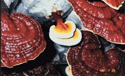 рейши 3.gif