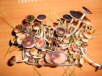 DSCN1545.JPG