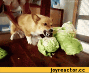 432512cabf9e0307.gif