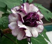 datura-vyrasch.jpg