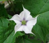 datura-vyrasch2.jpg