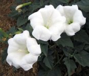 datura-vyrasch3.jpg