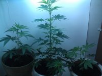 IMAG0515.jpg