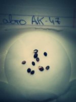 IMG_20130328_100253.jpg