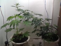 IMAG0518.jpg