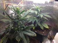 IMG_0228.JPG