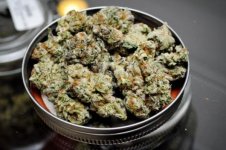 1364600124_marijuana.jpg