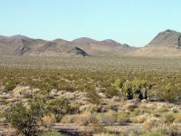 1364603277_nevada-cactus.jpg