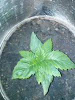 IMG_20130331_210254.jpg