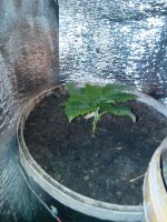 IMG_20130331_210223.jpg