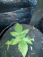 IMG_20130331_210245.jpg
