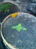 IMG_20130331_210236.jpg