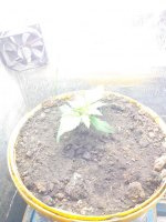 IMG_20130330_175142.jpg
