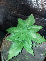 IMG_20130405_225042.jpg