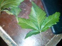 IMG_20130405_230002.jpg