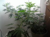 IMAG0524.jpg