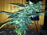 IMG_0267.JPG