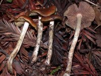 Psilocybe_cyanescens(dd-122648).jpg