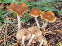 Psilocybe_cyanescens(fs-02).jpg