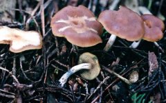 Psilocybe_cyanescens(mgw-01).jpg