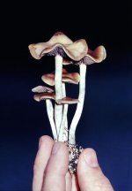 Psilocybe_cyanescens(ps-01).jpg