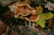 psilocybe_cyanescens_gm6.jpg