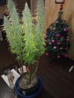 IMG_20191225_202335.jpg