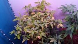 IMG_20191229_003449.jpg