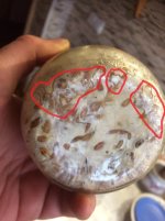 склероции Tamp1.jpg