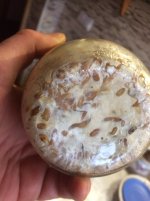 склероции Tamp2.jpg