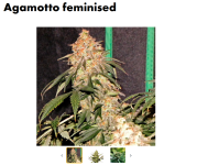 Agamotto feminised.png