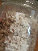 банка2 плесень.JPG