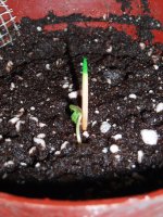 2020_01_09 Агамотто.JPG