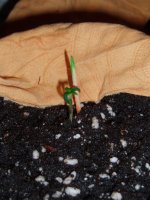 2020_01_09 Чемдог.JPG