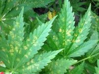 Без названия.jpg