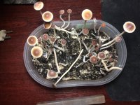 Psilocybe tampanensis 01001.jpg
