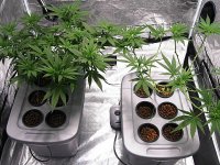 blackjack-wonder-woman-right-after-defoliation.jpg