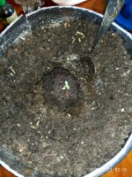 IMG_20200123_021519.jpg