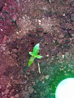 IMG_20200124_185841.jpg