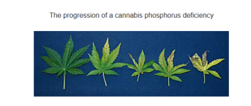 Screenshot_2020-01-25 How to fix Cannabis Phosphorus Deficiency (P) Pics Symptoms.png