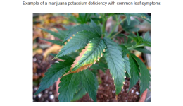 Screenshot_2020-01-25 How to fix Cannabis Potassium Deficiency (K) Pics Symptoms.png