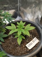 15 дней от каски.jpg