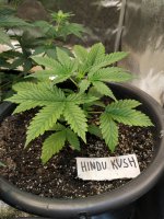 19 дней от каски.jpg