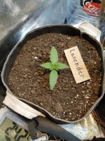 6 дней от каски.jpg