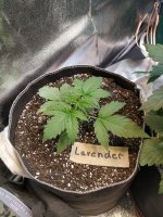 12 дней от каски.jpg