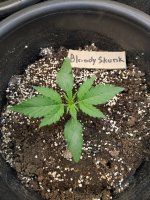 11 дней от каски.jpg