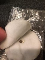 WhatsApp Image 2020-01-26 at 22.55.40.jpeg