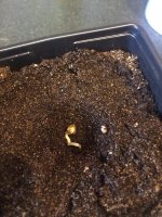 WhatsApp Image 2020-01-27 at 11.15.24.jpeg