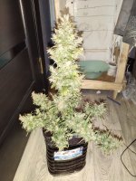 IMG_20200127_223219.jpg